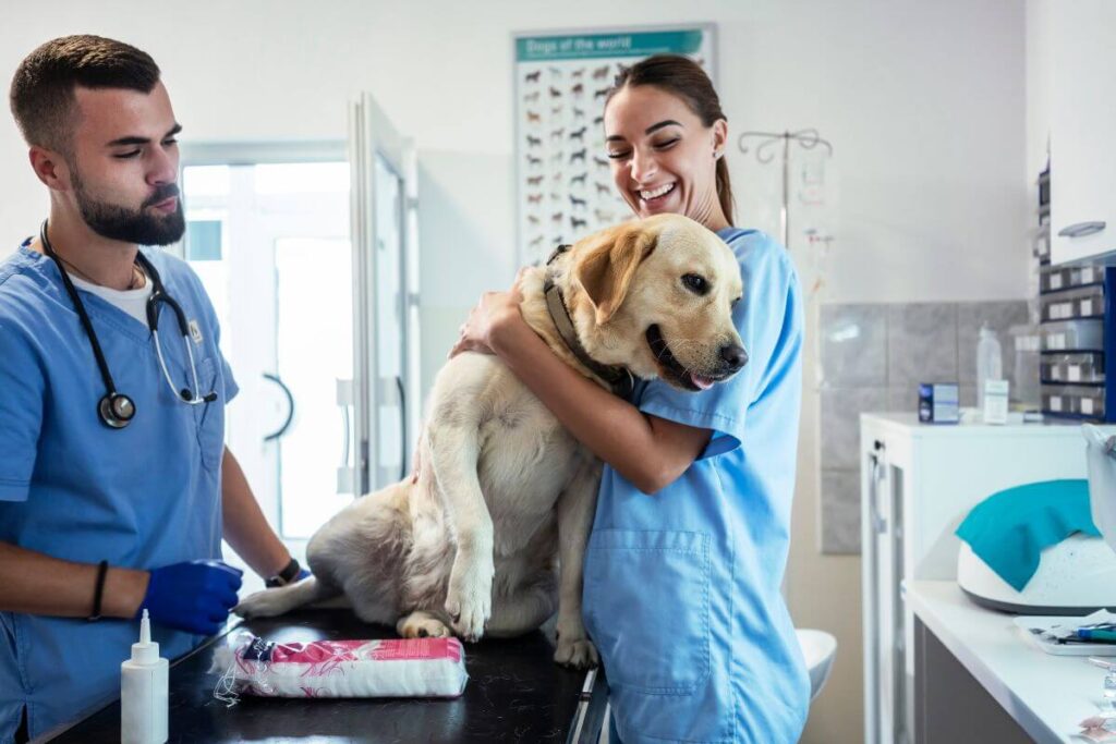 Alimentos Perigosos para Pets: O Que Nunca Oferecer ao Seu Cão ou Gato 3 alimentos proibitos para pets 2