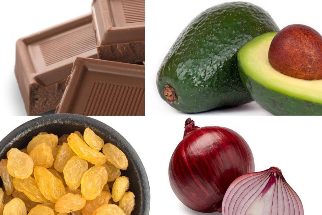 Alimentos Perigosos para Pets: O Que Nunca Oferecer ao Seu Cão ou Gato 2 alimentos proibitos para pets 3